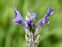 Lavandula multifida 13, Saxifraga-Sonja Bouwman  Fern-leaf lavender - Lavandula multifida - Lamiaceae familie