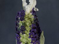 Lavandula stoechas, French Lavender