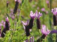 Lavandula stoechas 54, Saxifraga-Tom Heijnen