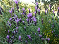 Lavandula stoechas 55, Saxifraga-Tom Heijnen