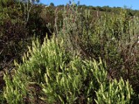 Lavandula viridis 10, Saxifraga-Ed Stikvoort