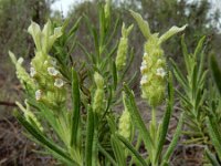 Lavandula viridis 11, Saxifraga-Ed Stikvoort