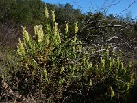 Lavandula viridis 12, Saxifraga-Ed Stikvoort