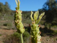 Lavandula viridis 15, Saxifraga-Ed Stikvoort