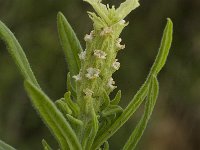 Lavandula viridis 2, Saxifraga-Jan van der Straaten