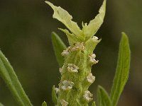 Lavandula viridis 3, Saxifraga-Willem van Kruijsbergen