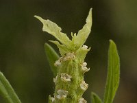 Lavandula viridis 4, Saxifraga-Willem van Kruijsbergen