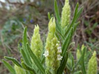 Lavandula viridis 9, Saxifraga-Ed Stikvoort