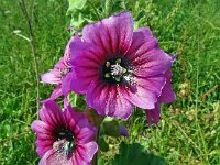 Lavatera arborea 13, Saxifraga-Hans Grotenhuis