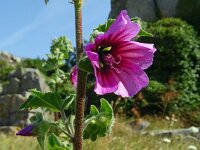 Lavatera arborea 14, Saxifraga-Hans Grotenhuis