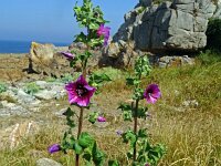 Lavatera arborea 15, Saxifraga-Hans Grotenhuis