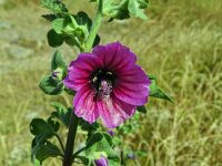 Lavatera arborea 16, Saxifraga-Hans Grotenhuis