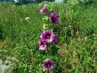 Lavatera arborea 17, Saxifraga-Hans Grotenhuis