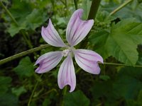 Lavatera cretica 46, Saxifraga-Ed Stikvoort