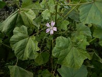 Lavatera cretica 47, Saxifraga-Ed Stikvoort