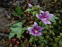 Lavatera cretica 48, Saxifraga-Ed Stikvoort