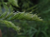 Leersia oryzoides 2, Rijstgras, Saxifraga-Rutger Barendse