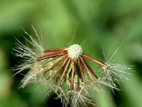 Leontodon autumnalis 17, Vertakte leeuwentand, Saxifraga-Sonja Bouwman