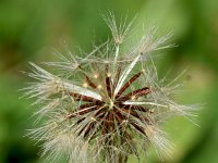 Leontodon autumnalis 20, Vertakte leeuwentand, Saxifraga-Sonja Bouwman