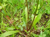 Leontodon pyrenaicus ssp helvetica 5, Saxifraga-Rutger Barendse