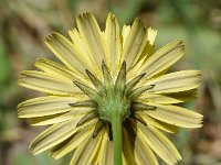 Leontodon saxatilis 48, Kleine leeuwentand, Saxifraga-Sonja Bouwman