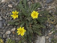 Leontodon tuberosus 4, Saxifraga-Willem van Kruijsbergen