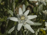 Leontopodium alpinum 2, Edelweiss, Saxifraga-Jan van der Straaten