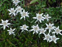 Leontopodium alpinum 31, Edelweiss, Saxifraga-Harry Jans