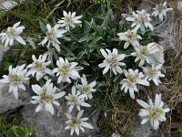 Leontopodium alpinum 32, Edelweiss, Saxifraga-Harry Jans