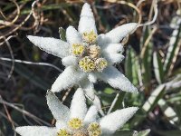 Leontopodium alpinum 36, Edelweiss, Saxifraga-Harry Jans