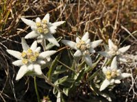 Leontopodium alpinum 37, Edelweiss, Saxifraga-Harry Jans