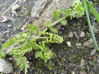 Lepidium didymum 13, Kleine varkenskers, Saxifraga-Rutger Barendse