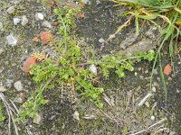 Lepidium didymum 14, Kleine varkenskers, Saxifraga-Rutger Barendse