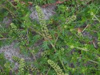 Lepidium didymum 17, Kleine varkenskers, Saxifraga-Ed Stikvoort