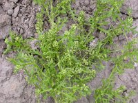 Lepidium didymum 2, Kleine varkenskers, Saxifraga-Peter Meininger