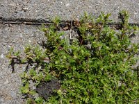 Lepidium didymum 20, Kleine varkenskers, Saxifraga-Ed Stikvoort