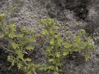 Lepidium didymum 24, Kleine varkenskers, Saxifraga-Willem van Kruijsbergen