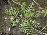 Lepidium didymum 5, Kleine varkenskers, Saxifraga-Rutger Barendse