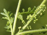 Lepidium didymum 9, Kleine varkenskers, Saxifraga-Peter Meininger