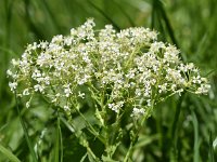 Lepidium draba 37, Pijlkruidkers, Saxifraga-Sonja Bouwman  698. Pijlkruidkers - Lepidium draba - Brassicaceae familie (i)