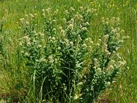 Lepidium draba 39, Pijlkruidkers, Saxifraga-Hans Grotenhuis
