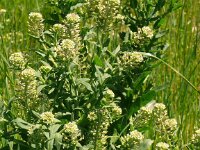 Lepidium draba 40, Pijlkruidkers, Saxifraga-Hans Grotenhuis
