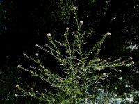 Lepidium graminifolium 10, Graskers, Saxifraga-Ed Stikvoort