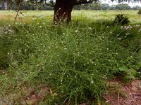 Lepidium graminifolium 2, Graskers, Saxifraga-Ed Stikvoort