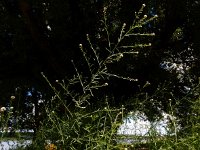Lepidium graminifolium 3, Graskers, Saxifraga-Ed Stikvoort