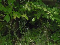 Lepidium graminifolium 6, Graskers, Saxifraga-Ed Stikvoort