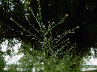Lepidium graminifolium 7, Graskers, Saxifraga-Ed Stikvoort