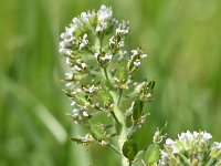 Lepidium heterophyllum 3, Rozetkruidkers, Saxifraga-Sonja Bouwman  852. Rozetkruidkers - Lepidium heterophyllum - Brassicaceae familie (i)