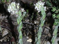 Lepidium heterophyllum 4 , Rozetkruidkers, Saxifraga-Rutger Barendse