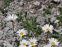 Leucanthemopsis alpina 22, Saxifraga-Harry Jans